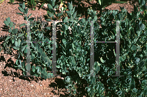 Picture of Kalanchoe fedtschenkoi 