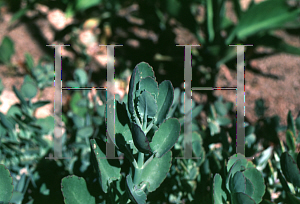 Picture of Kalanchoe fedtschenkoi 