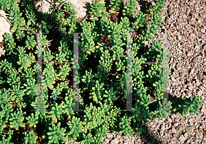 Picture of Kalanchoe rhombopilosa 