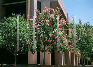 Picture of Lagerstroemia indica 