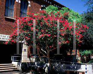 Picture of Lagerstroemia indica 