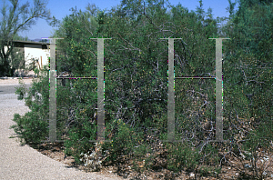 Picture of Larrea tridentata 