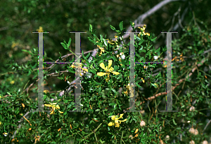 Picture of Larrea tridentata 