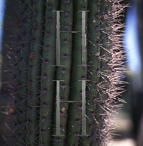 Picture of Stenocereus thurberi 