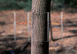 Picture of Leucaena leucocephala 