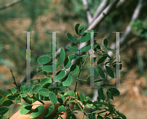 Picture of Leucaena retusa 