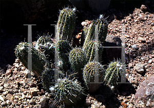 Picture of Echinopsis haematantha var. kuhnrichii 