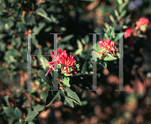 Picture of Lonicera tatarica 