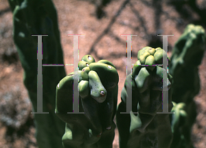 Picture of Pachycereus schottii var. monstrosus 