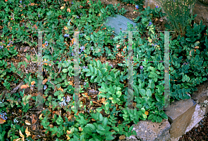 Picture of Mahonia repens 