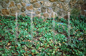 Picture of Mahonia repens 