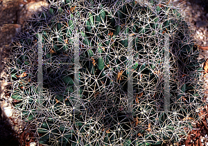 Picture of Mammillaria longimamma 