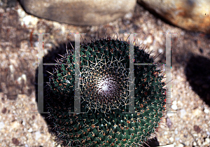 Picture of Mammillaria mystax '~Species'