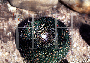 Picture of Mammillaria mystax 