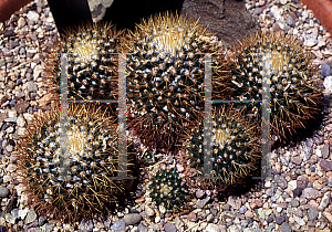 Picture of Mammillaria nivosa 