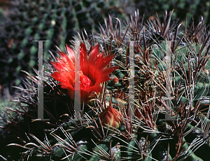 Picture of Ferocactus wislizeni 