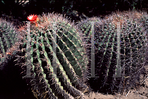 Picture of Ferocactus wislizeni 