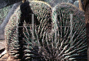 Picture of Ferocactus wislizeni 