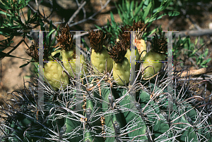 Picture of Ferocactus wislizeni 