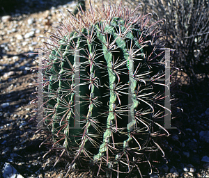 Picture of Ferocactus peninsulae 