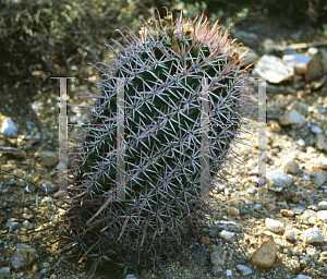 Picture of Ferocactus latispinus var. spiralis 