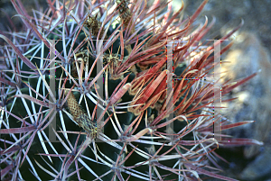 Picture of Ferocactus latispinus var. spiralis 