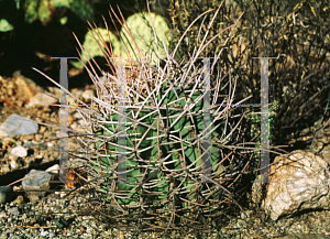 Picture of Ferocactus emoryi 