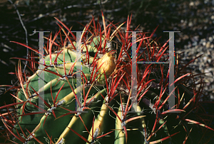 Picture of Ferocactus pilosus 