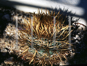 Picture of Ferocactus chrysacanthus 