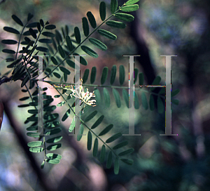 Picture of Eysenhardtia othocarpa 