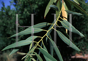 Picture of Eucalyptus papuana 