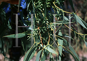 Picture of Eucalyptus foecunda 