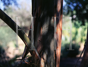 Picture of Eucalyptus leucoxylon 