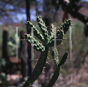 Picture of Opuntia bakeri 