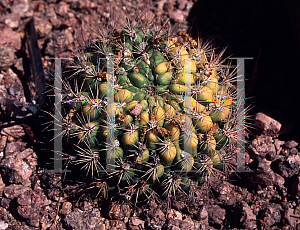 Picture of Rebutia neocumingii 