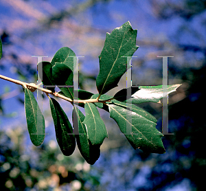 Picture of Quercus virginiana 'Heritage'