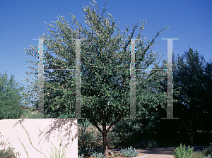 Picture of Quercus virginiana 'Heritage'