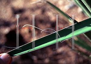 Picture of Yucca decipiens 