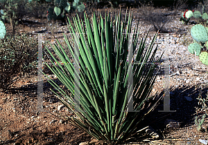 Picture of Yucca decipiens 