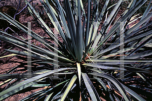 Picture of Yucca torreyi 