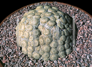 Picture of Mammillaria plumosa 