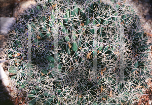 Picture of Mammillaria longimamma 