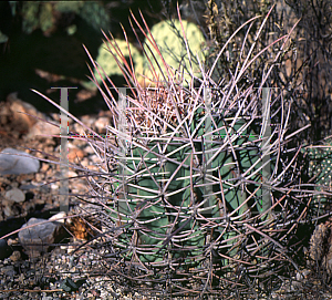 Picture of Ferocactus emoryi 