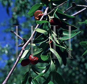 Picture of Ziziphus jujuba 'Mu'