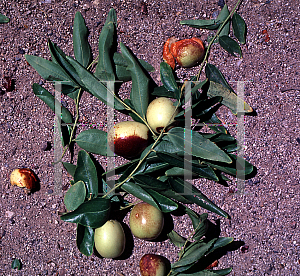 Picture of Ziziphus jujuba 'Mu'