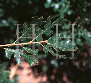 Picture of Quercus gambelii 