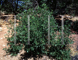 Picture of Quercus gambelii 