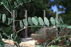 Picture of Robinia neomexicana 