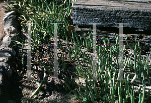 Picture of Senecio hallianus 