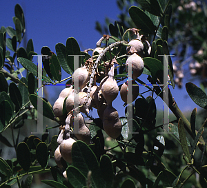 Picture of Sophora secundiflora 